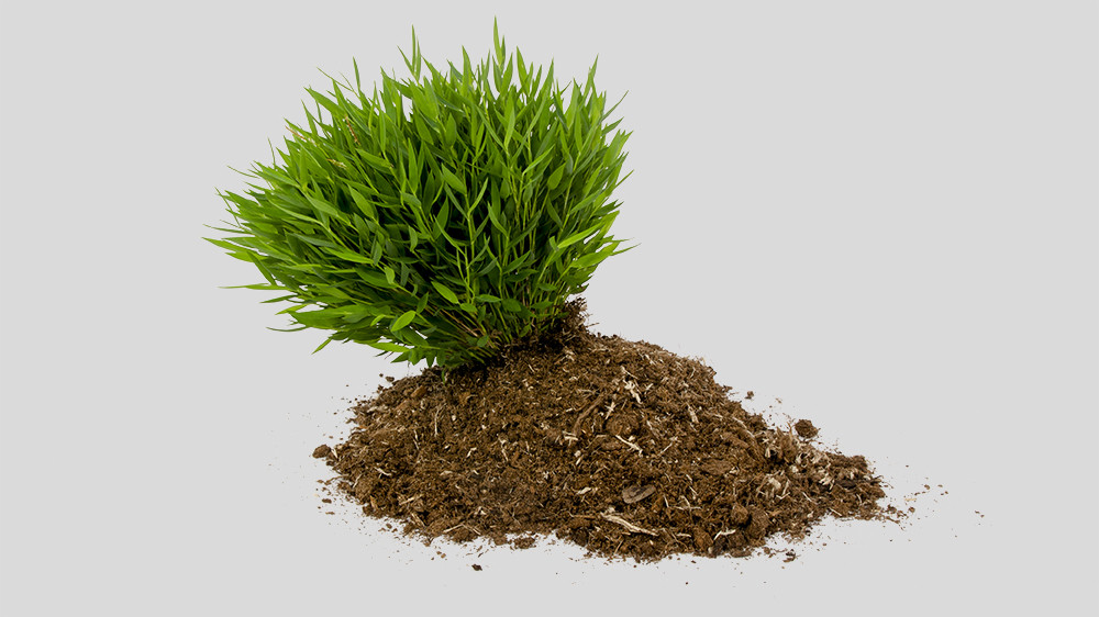 Bunnik Plants 112563