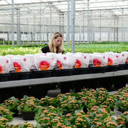 Bunnik Plants 108843
