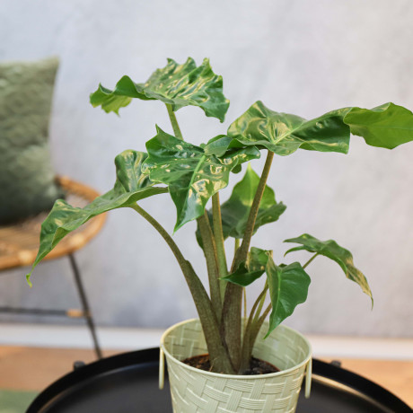 Bunnik Plants Trends 96196