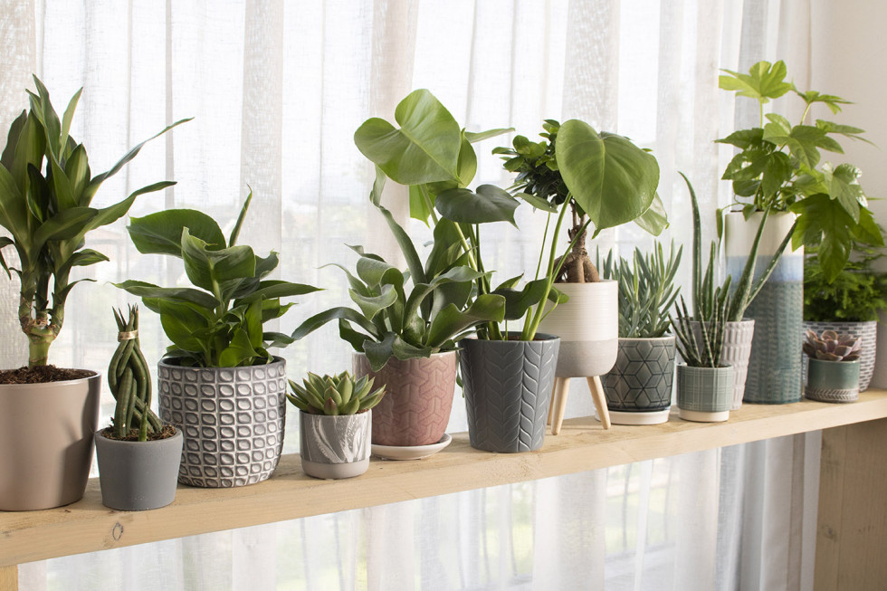 Bunnik Plants 96185