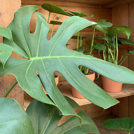 Bunnik Plants Trends 96197
