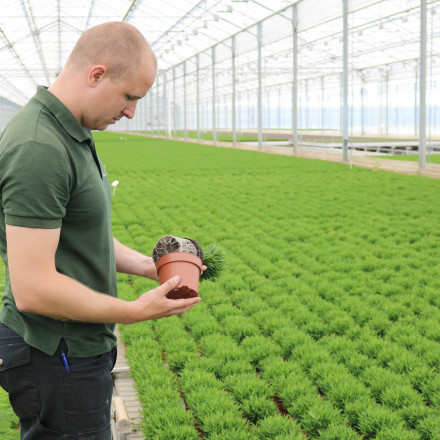 Bunnik Plants 108844