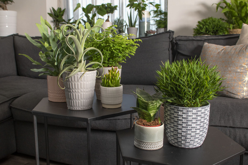 Bunnik Plants 94204