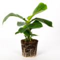Bunnik Plants 87652