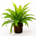 Bunnik Plants 87653