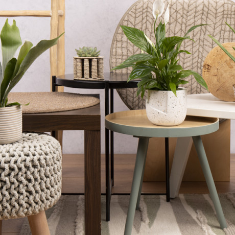 Bunnik Plants Trends 96198